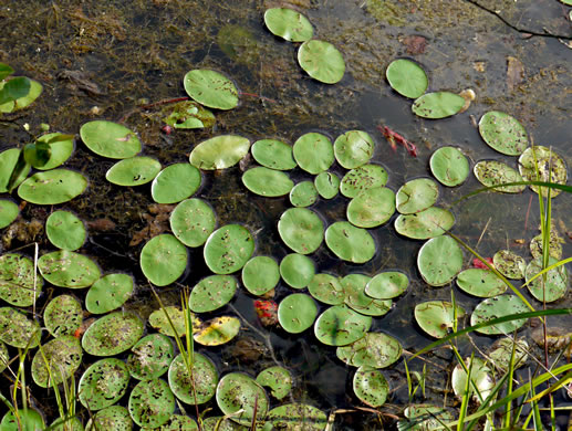 image of Brasenia schreberi, Water-shield, Purple Wen-dock