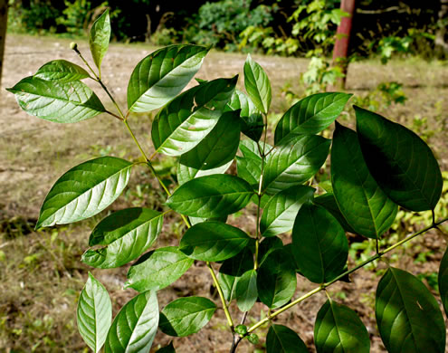 image of Cephalanthus occidentalis, Buttonbush