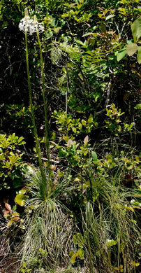 image of Xerophyllum asphodeloides, Eastern Turkeybeard, Beargrass, Mountain-asphodel