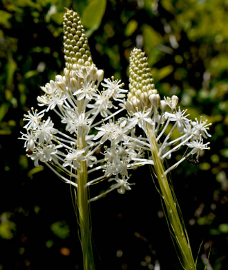 image of Xerophyllum asphodeloides, Eastern Turkeybeard, Beargrass, Mountain-asphodel