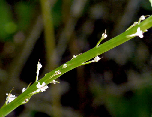 image of Xerophyllum asphodeloides, Eastern Turkeybeard, Beargrass, Mountain-asphodel