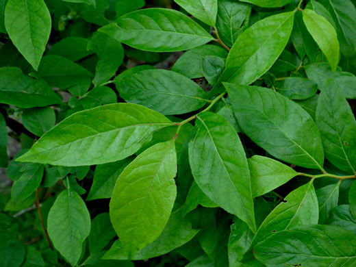 image of Eubotrys recurvus, Mountain Sweetbells, Mountain Fetterbush, Deciduous Fetterbush