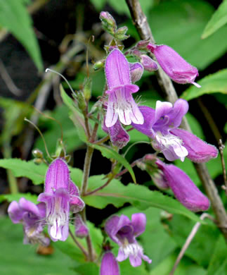 image of Penstemon smallii, Small's Beardtongue, Blue Ridge Beardtongue