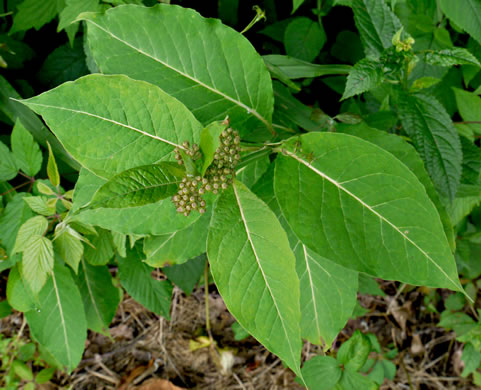 image of Asclepias exaltata, Poke Milkweed, Tall Milkweed