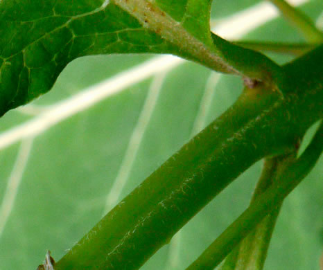 image of Asclepias exaltata, Poke Milkweed, Tall Milkweed