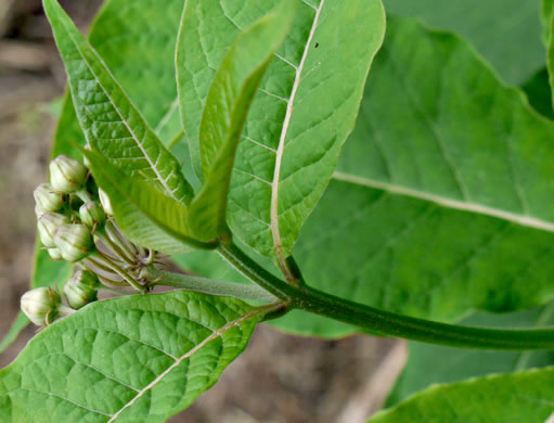 image of Asclepias exaltata, Poke Milkweed, Tall Milkweed