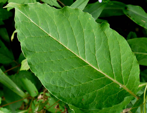 image of Asclepias exaltata, Poke Milkweed, Tall Milkweed