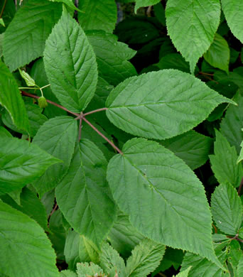 image of Rubus allegheniensis var. allegheniensis, Allegheny Blackberry