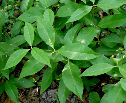 image of Lysimachia fraseri, Fraser's Loosestrife