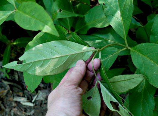 image of Lysimachia fraseri, Fraser's Loosestrife