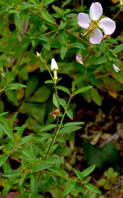 image of Rhexia mariana var. mariana, Pale Meadowbeauty, Maryland Meadowbeauty, Dull Meadowbeauty