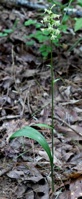 Small Green Wood Orchid