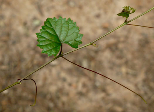 Muscadinia rotundifolia var. rotundifolia, Muscadine, Scuppernong