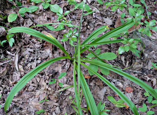 image of Melanthium hybridum, Crisped Bunchflower, Broadleaf Bunchflower, Slender Bunchflower