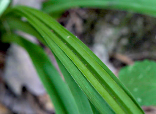 image of Melanthium hybridum, Crisped Bunchflower, Broadleaf Bunchflower, Slender Bunchflower