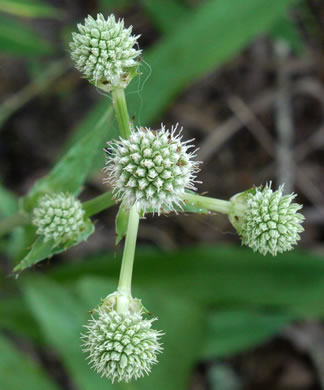 image of Eryngium yuccifolium var. yuccifolium, Northern Rattlesnake-master, Button Snakeroot