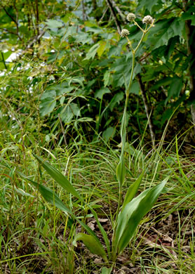 image of Eryngium yuccifolium var. yuccifolium, Northern Rattlesnake-master, Button Snakeroot