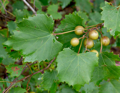 image of Muscadinia rotundifolia var. rotundifolia, Muscadine, Scuppernong