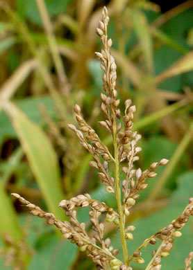 spikelet