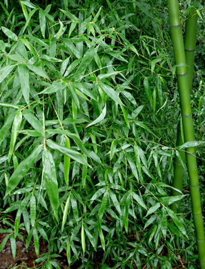 leaf or frond of Phyllostachys aurea, Golden Bamboo, Fishpole Bamboo