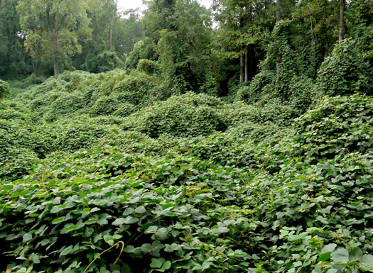 image of Pueraria montana var. lobata, Kudzu, Foot-a-Day