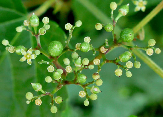 image of Ampelopsis glandulosa, Porcelain-berry, Amur Peppervine