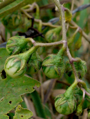 image of Solanum carolinense var. carolinense, Carolina Horsenettle, Ball-nettle