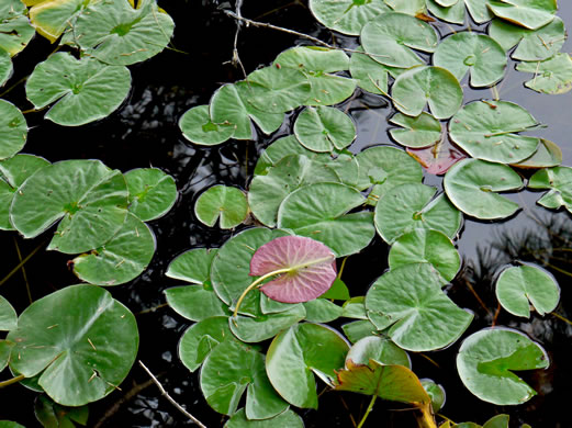 image of Nymphaea odorata ssp. odorata, Fragrant White Water-lily, American Water-lily, Sweet Water-lily, White Water-lily