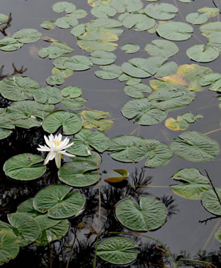 image of Nymphaea odorata ssp. odorata, Fragrant White Water-lily, American Water-lily, Sweet Water-lily, White Water-lily