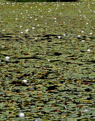 image of Nymphaea odorata ssp. odorata, Fragrant White Water-lily, American Water-lily, Sweet Water-lily, White Water-lily