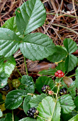 fruit of Rubus hispidus, Swamp Dewberry