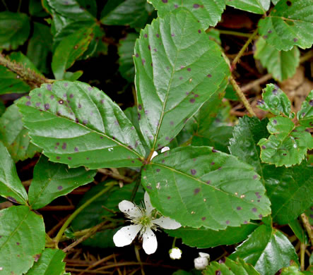 flower of Rubus hispidus, Swamp Dewberry