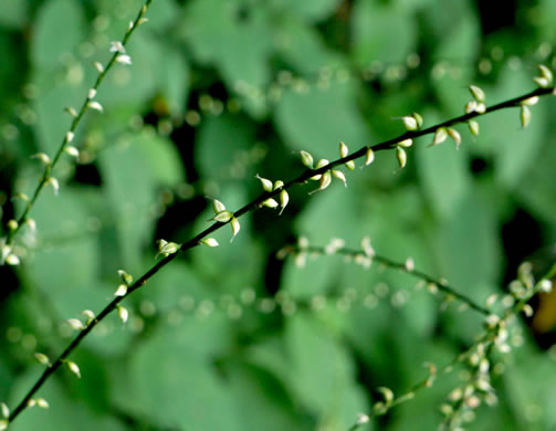 image of Persicaria virginiana, Jumpseed