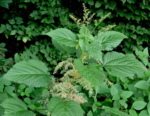 Laportea canadensis, Canada Wood-nettle