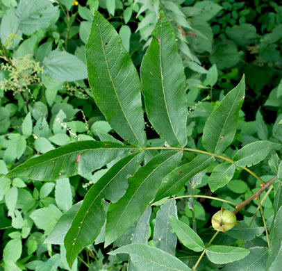 image of Carya cordiformis, Bitternut Hickory