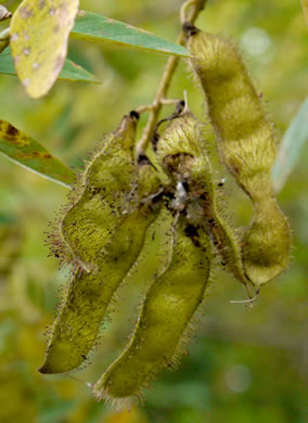 image of Robinia hartwigii, Granite Dome Locust, Highlands Locust, Hartwig's Locust