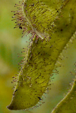 image of Robinia hartwigii, Granite Dome Locust, Highlands Locust, Hartwig's Locust