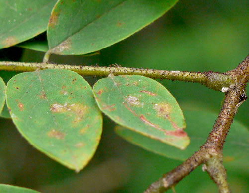 Robinia hartwigii, Granite Dome Locust, Highlands Locust, Hartwig's Locust