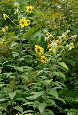 image of Helianthus resinosus, Hairy Sunflower, Resinous Sunflower, Gray Sunflower, Resindot Sunflower