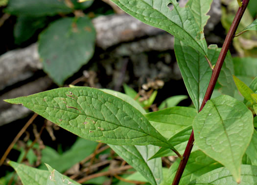 image of Doellingeria umbellata var. umbellata, Northern Tall Flat-top White Aster, Northern Tall Whitetop Aster, Northern Tall Flat-top Aster