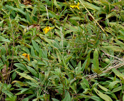 image of Coreopsis pubescens var. pubescens, Common Hairy Coreopsis, Star Tickseed