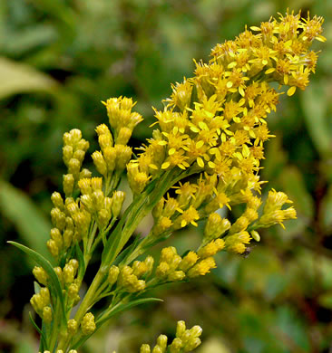 image of Solidago simulans, Granite Dome Goldenrod, Cliffside Goldenrod