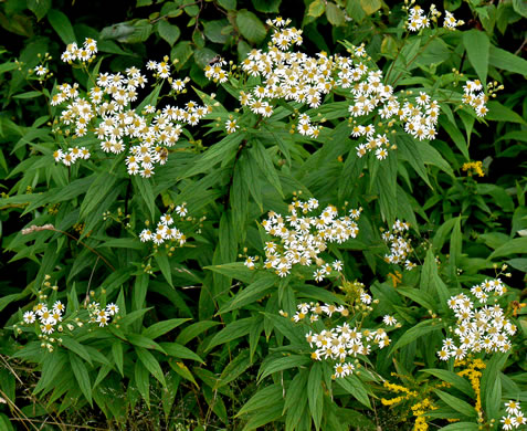 image of Doellingeria umbellata var. umbellata, Northern Tall Flat-top White Aster, Northern Tall Whitetop Aster, Northern Tall Flat-top Aster