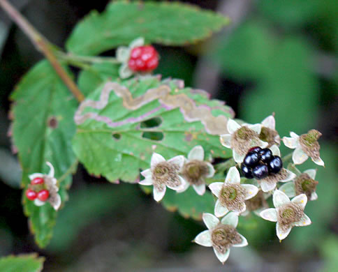 fruit of Rubus canadensis, Thornless Blackberry, Smooth Blackberry