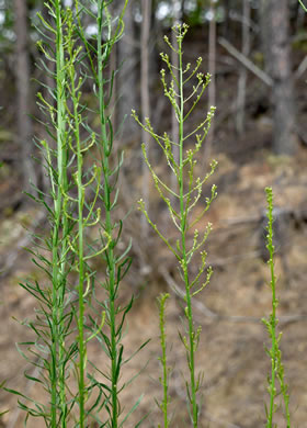 image of Erigeron pusillus, Southern Horseweed