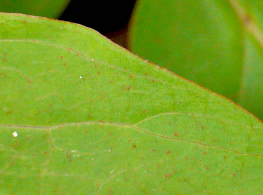 image of Lysimachia fraseri, Fraser's Loosestrife