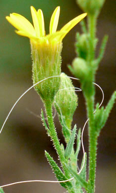 Pityopsis aspera var. adenolepis, Carolina Silkgrass, Pineland Silkgrass, Grassleaf Goldenaster