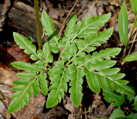 image of Sceptridium biternatum, Southern Grapefern