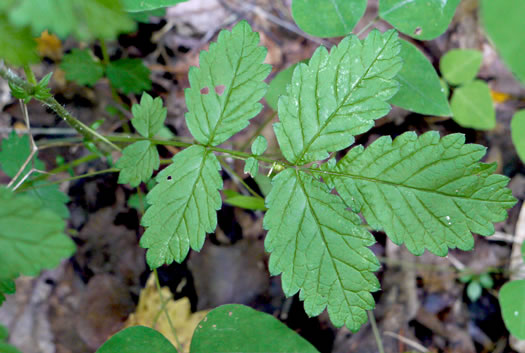 image of Agrimonia rostellata, Woodland Agrimony