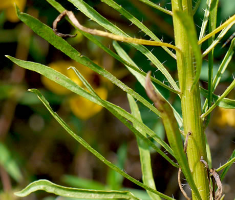 image of Erigeron pusillus, Southern Horseweed